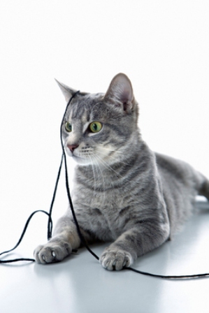 ��� ��� �� �����  � ���?