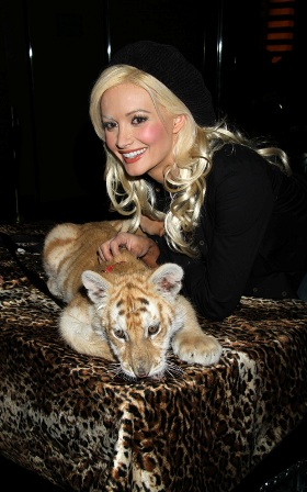 �������� ����������