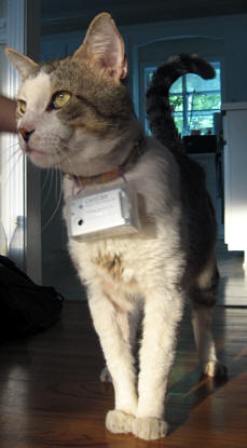 ����� ��� �����