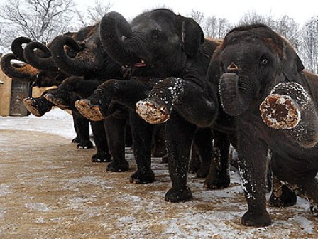 ������� ��� ����������