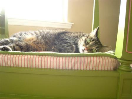 ������ ������� ��� �����