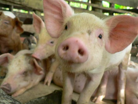 ������� �������� ����������� ��� ��������