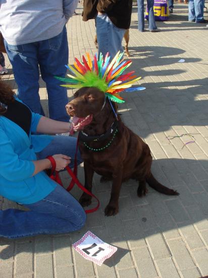 ���� ���� ����������