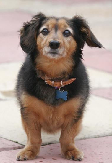 Отто, покойся с миром Отто, покойся с миром