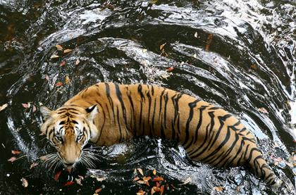 �������� ��� �����