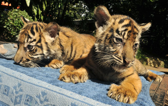 �������� �� �������?