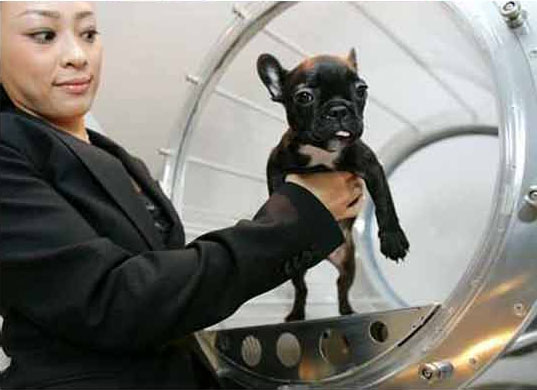 ������ �������