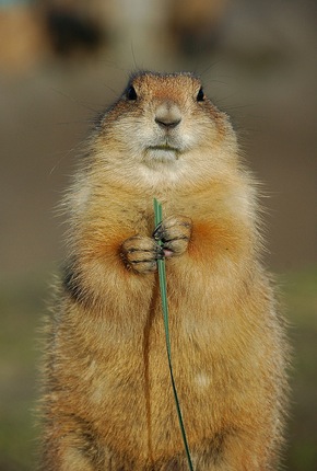 ��� �� ����� - ��� �������������!