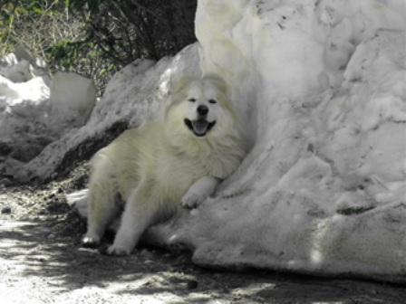 ����������� ����� �������