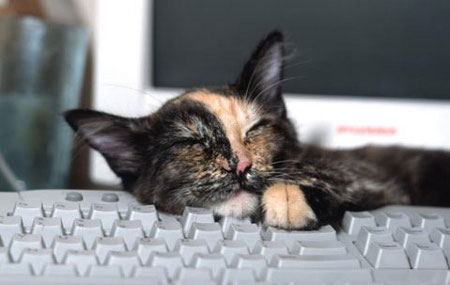 ������ ���������� �� ���������� ��������