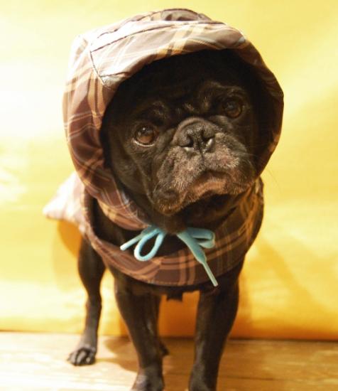 Дождевики из сломанных зонтиков Дождевики из сломанных зонтиков