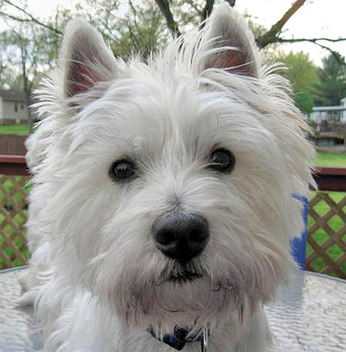 ����� ���� ������