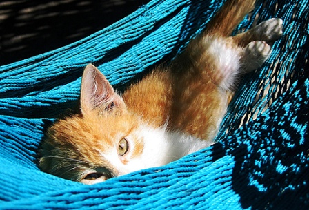 ����� ��� �����