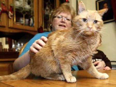 ������ ���������