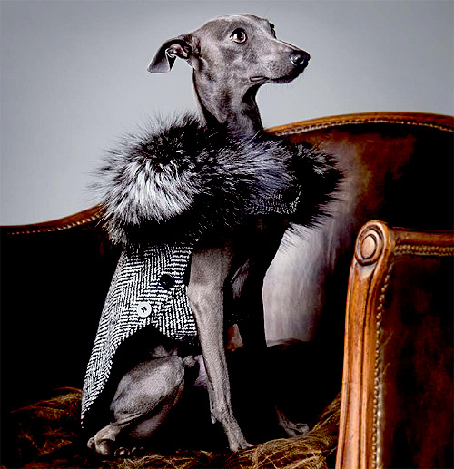 ��� ��������� ����