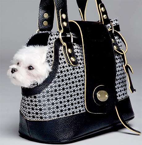 ��� ��������� ����