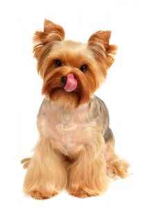 ������� ����������� ��������