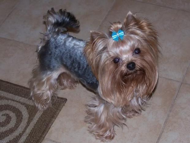 ������� ����������� ��������