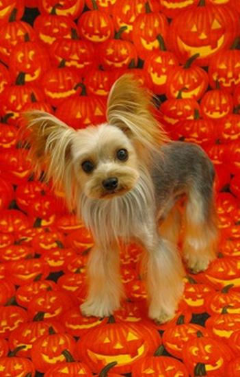 ������� ����������� ��������