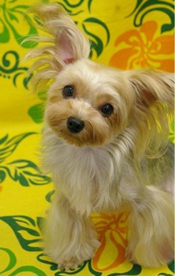 ������� ����������� ��������