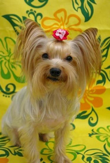 ������� ����������� ��������