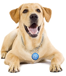 ������� ������� ��� �������������