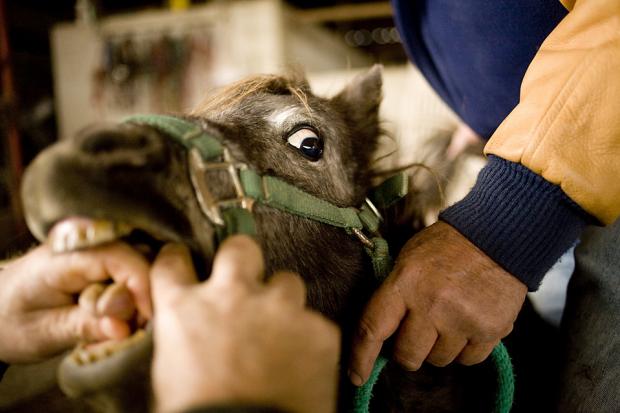 Лошадиный стоматолог Лошадиный стоматолог