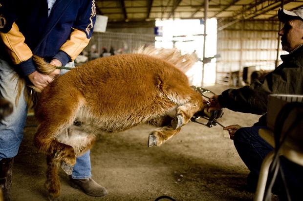 Лошадиный стоматолог Лошадиный стоматолог