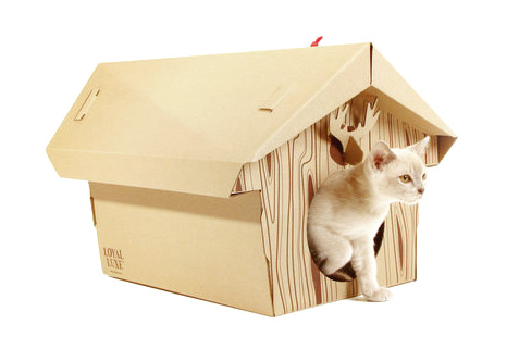 ���� ��� �����