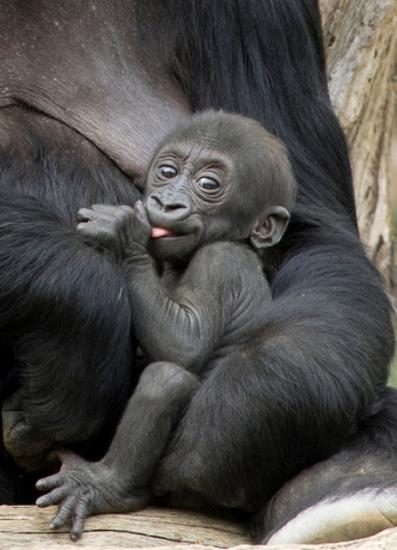 ��������. ����� ���������