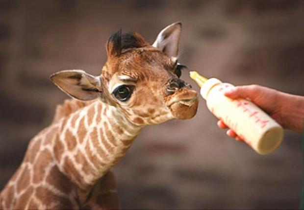 ��������. ����� ���������