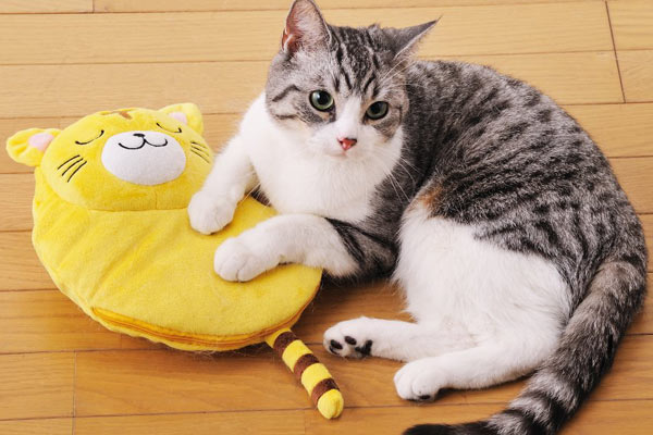 ������ ��� �����