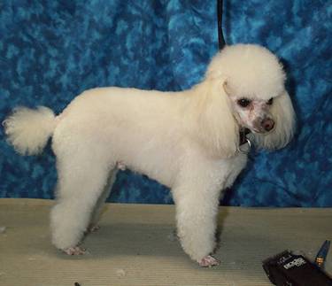 ������� ��� ������