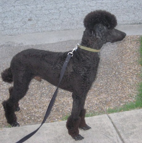 ������� ��� ������