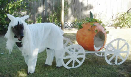 ������� ������� ��� �����