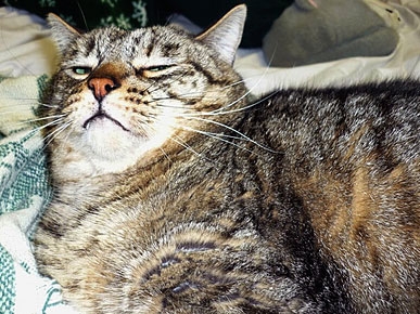 ����� ����������� ����