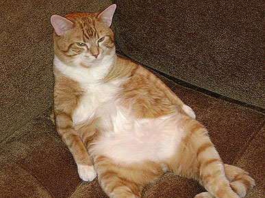 ����� ����������� ����