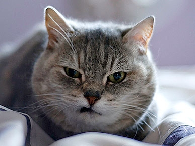 ����� ����������� ����