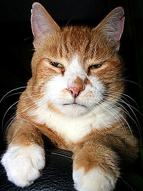 ����� ����������� ����