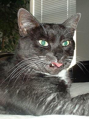 ����� ����������� ����