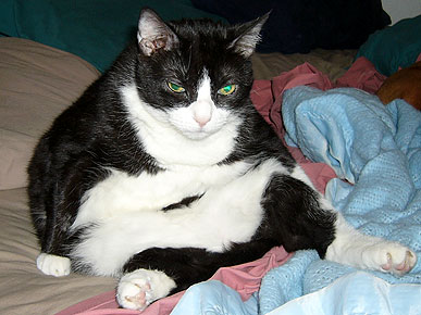 ����� ����������� ����