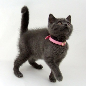 ������������ �������� ��� �����