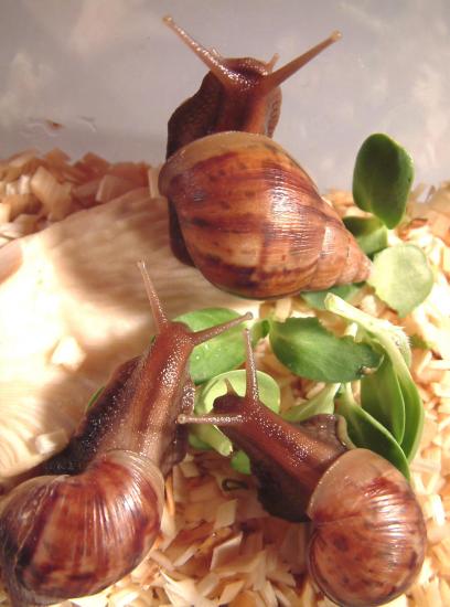 ������� � ������� � ����� ����������� ������