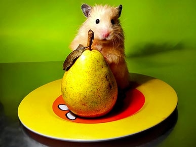 Фотосессия для хомяков Фотосессия для хомяков