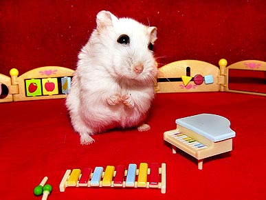 Фотосессия для хомяков Фотосессия для хомяков