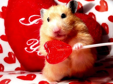 Фотосессия для хомяков Фотосессия для хомяков