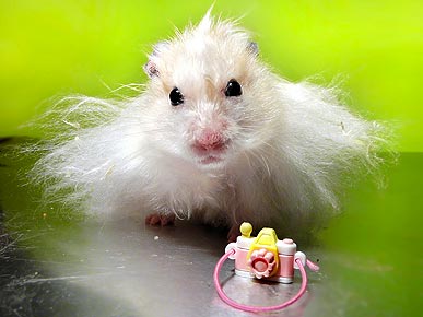 Фотосессия для хомяков Фотосессия для хомяков