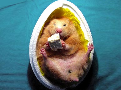 Фотосессия для хомяков Фотосессия для хомяков