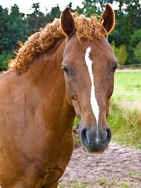 ��������� ��������