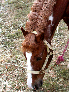 ��������� ��������